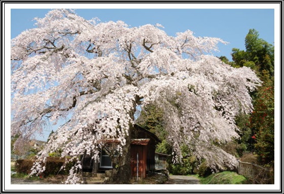 しだれ桜群生地タケタ_c0196395_11145772.jpg