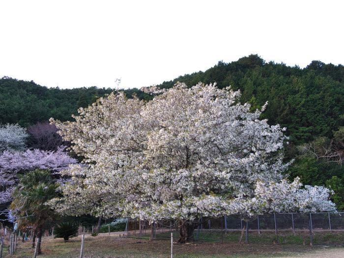 三浦の桜_d0020300_22132635.jpg