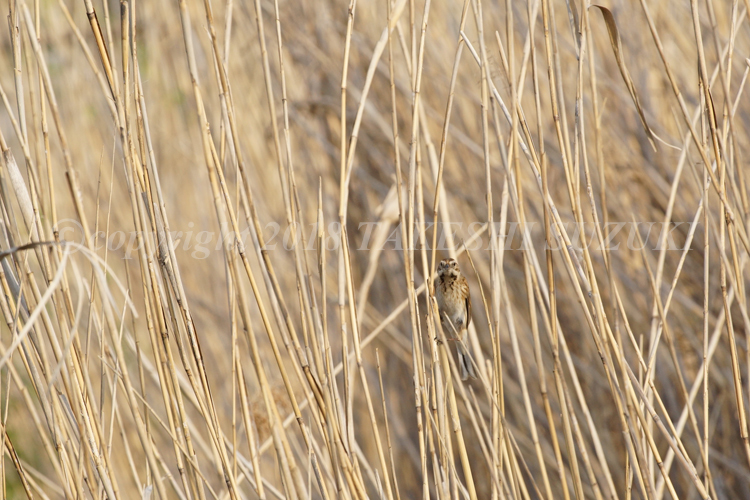 bird 006_f0252800_21274226.jpg