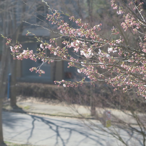 桜咲く：旧米沢工業学校本館階段教室東側の桜の樹・3_c0075701_20280631.jpg