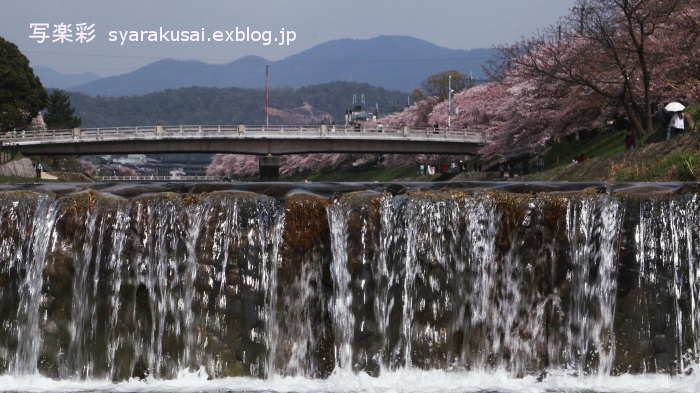 高野川で桜3_b0191505_13585197.jpg