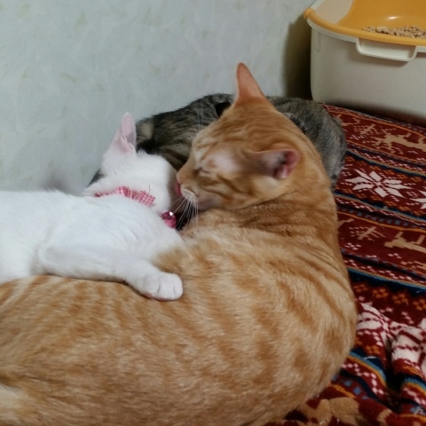 e0144012_20585213.jpeg