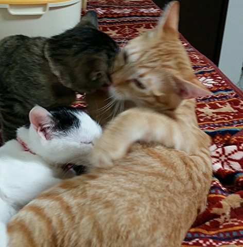 e0144012_21005562.jpeg