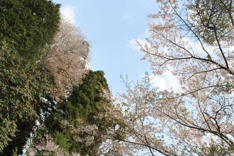 一人茶会 ご案内_b0220318_07483442.jpg
