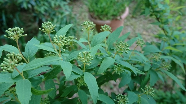 f0228619_20303323.jpg