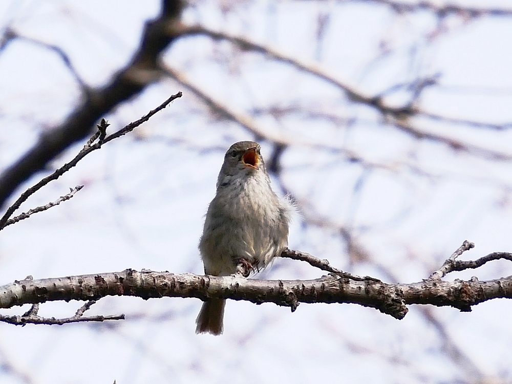 地味だね～ウグイス。撮影するのに超高難度な鳥と言えば私にはウグイスが筆頭(^^;_a0031821_08470927.jpg