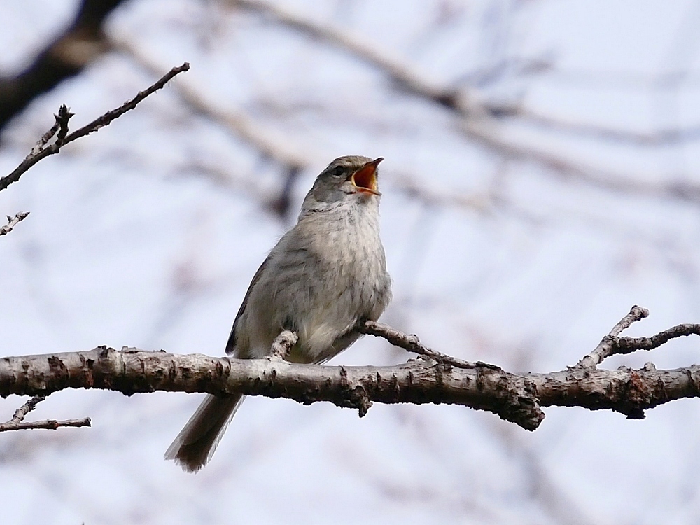 地味だね～ウグイス。撮影するのに超高難度な鳥と言えば私にはウグイスが筆頭(^^;_a0031821_08470974.jpg