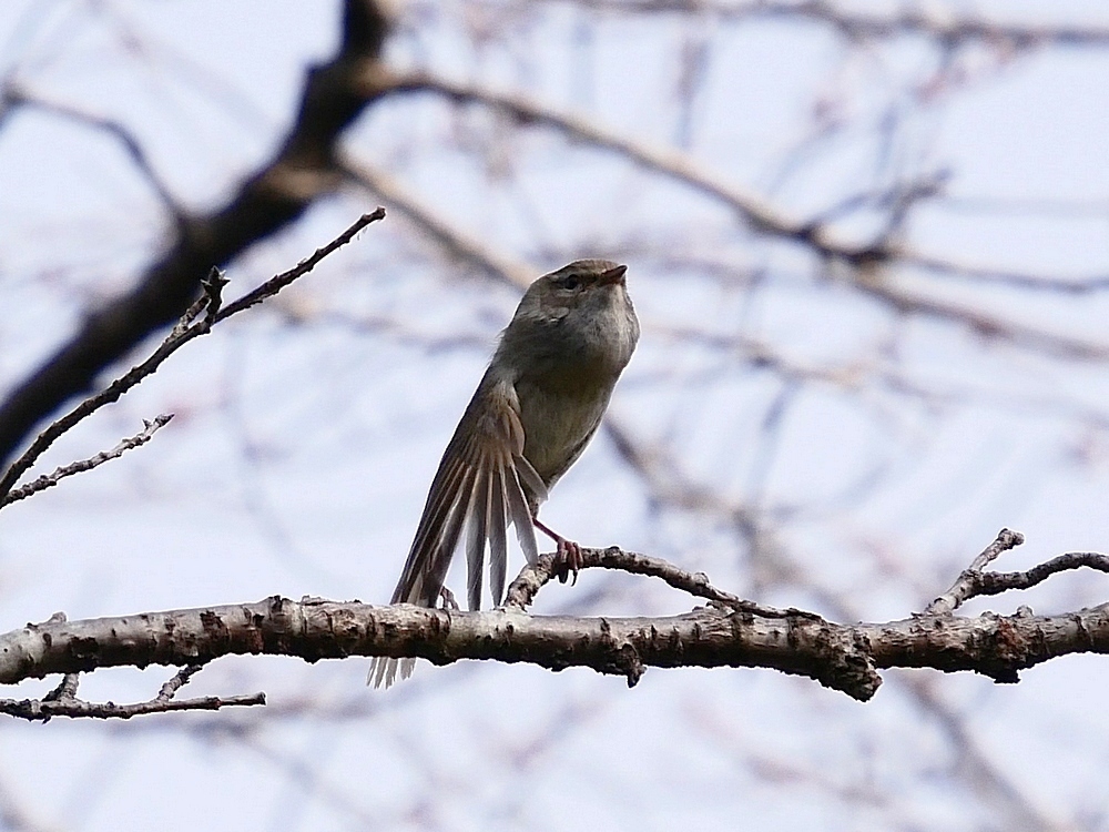 地味だね～ウグイス。撮影するのに超高難度な鳥と言えば私にはウグイスが筆頭(^^;_a0031821_09101534.jpg