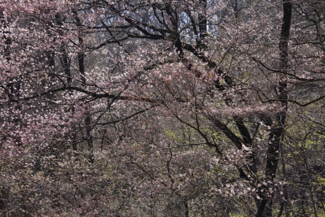 ～　桜咲く　陸郷にて　～_e0242721_16574090.jpg