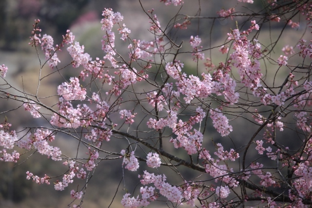 ～　桜咲く　陸郷にて　～_e0242721_16595518.jpg