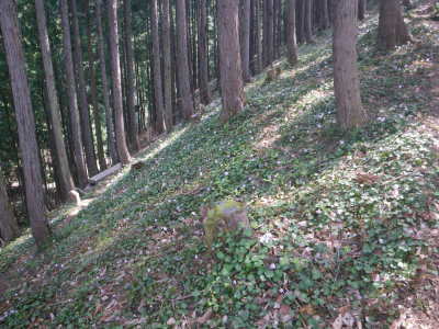 那珂川町・富山のイワウチワ　４/５_d0171229_08561196.jpg