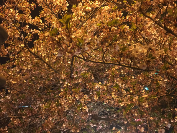 花よりイカ焼_a0099131_00192074.jpg