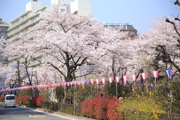 １８年桜紀行８文京区播磨坂その２_f0229832_08340876.jpg