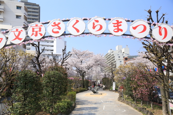 １８年桜紀行８文京区播磨坂その２_f0229832_08342218.jpg