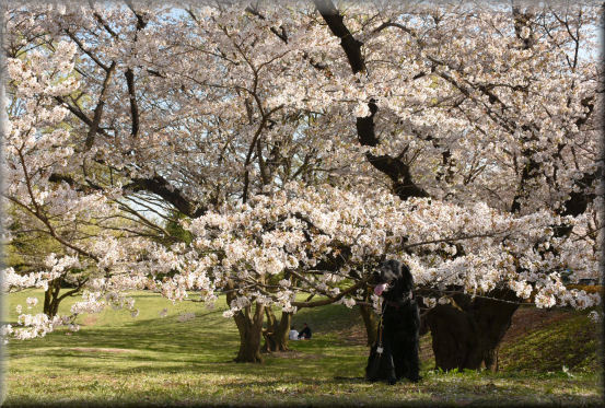 アルクスと桜_f0363141_18042783.jpg