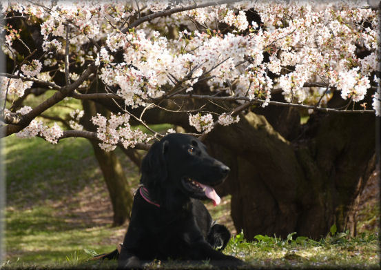 アルクスと桜_f0363141_18071667.jpg