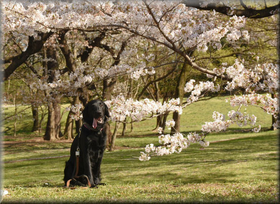 アルクスと桜_f0363141_18091857.jpg