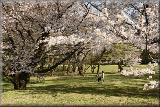 アルクスと桜_f0363141_18180140.jpg