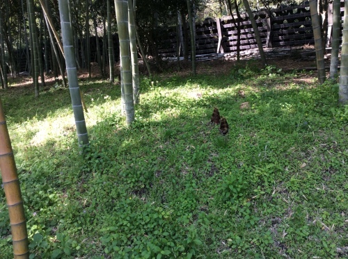 c0122744_10031398.jpeg