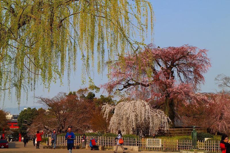 再び「円山公園の枝垂れ桜」20180325_e0237645_23485192.jpg