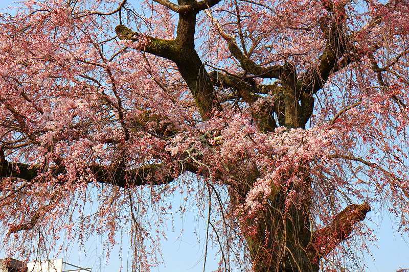 再び「円山公園の枝垂れ桜」20180325_e0237645_23485250.jpg