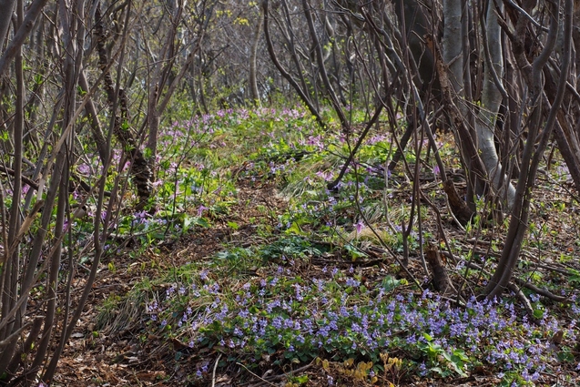 2018/4/5 国上山_b0189948_23263797.jpg