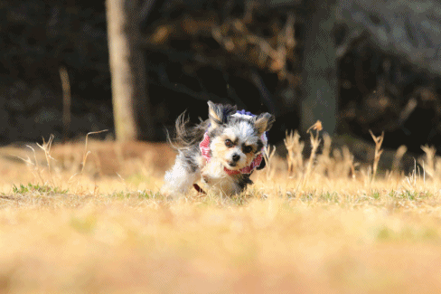 c0145250_14301912.gif