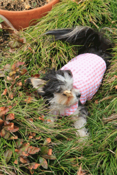 c0145250_14471215.gif