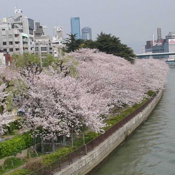 櫻吹雪のその先は・・・ [ 風の果ていまだ道を知らず ]_f0190950_1714275.jpg