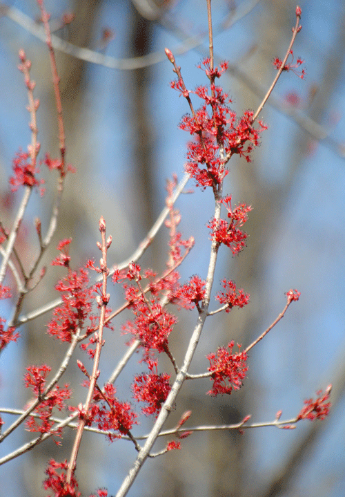 a0001354_20263983.gif