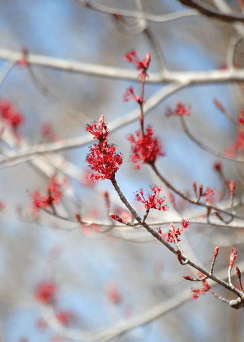 a0001354_20271888.gif