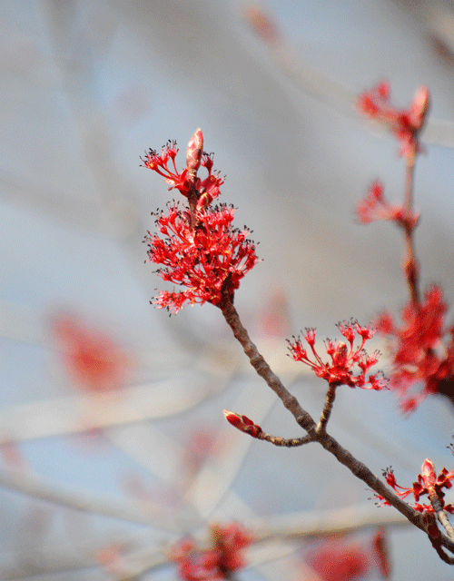 a0001354_20273780.gif