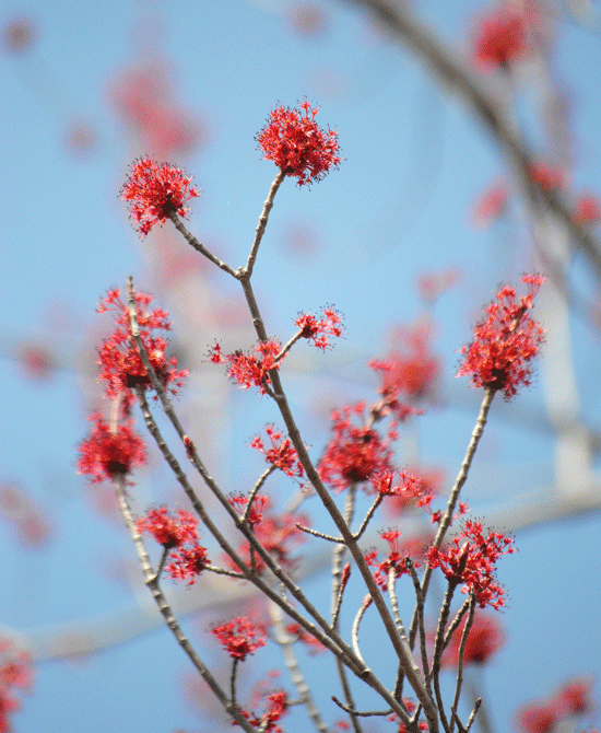 a0001354_20274681.gif