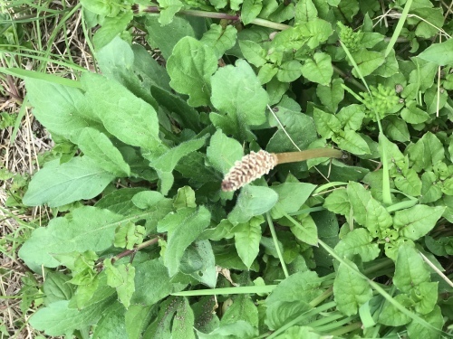 大村萱瀬 天音へ_d0237757_00262685.jpeg