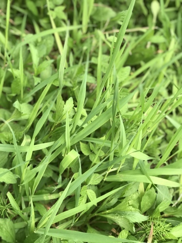 大村萱瀬 天音へ_d0237757_00270881.jpeg