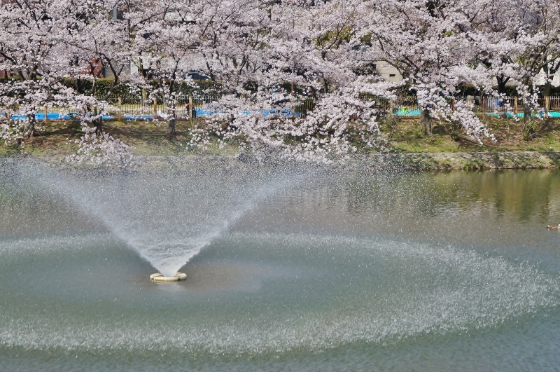 夙川公園の桜(５)片鉾池の桜_b0063958_21340362.jpg