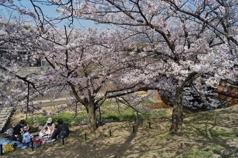 夙川公園の桜(６)お花見宴会だったら・・・_b0063958_22203580.jpg