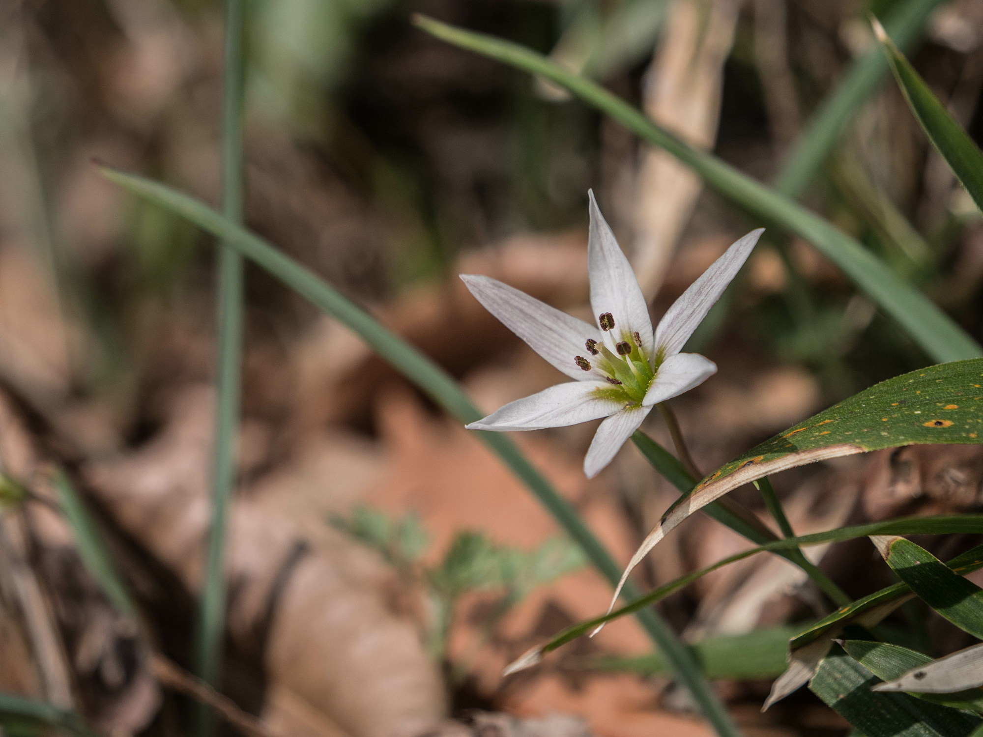 大江高山の花々・一_e0015567_20523589.jpg