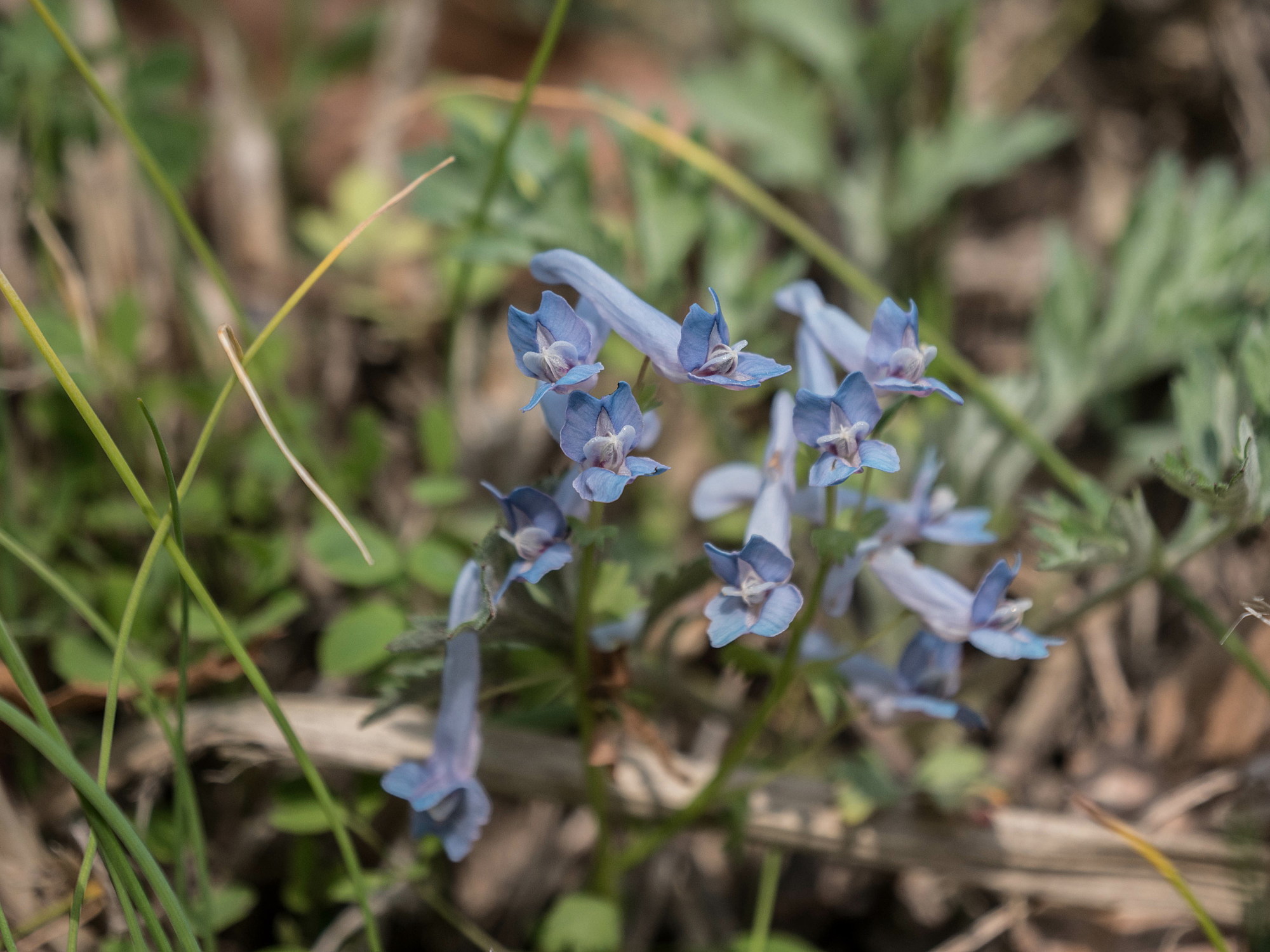 大江高山の花々・一_e0015567_20545305.jpg