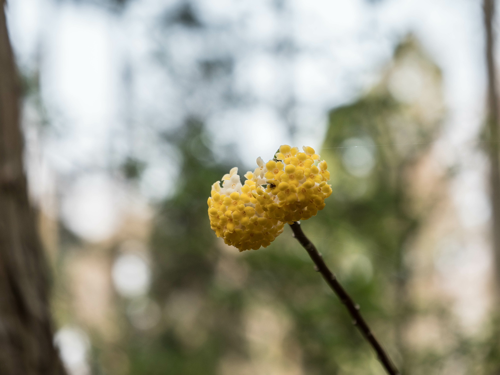 大江高山の花々・一_e0015567_20551806.jpg