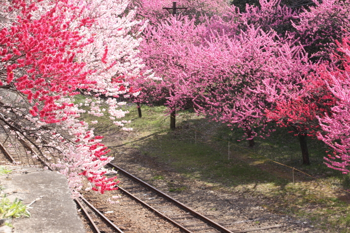 桜だより(16) わ鉄 神戸駅① (撮影日:2018/4/4)_b0369971_16454608.jpg