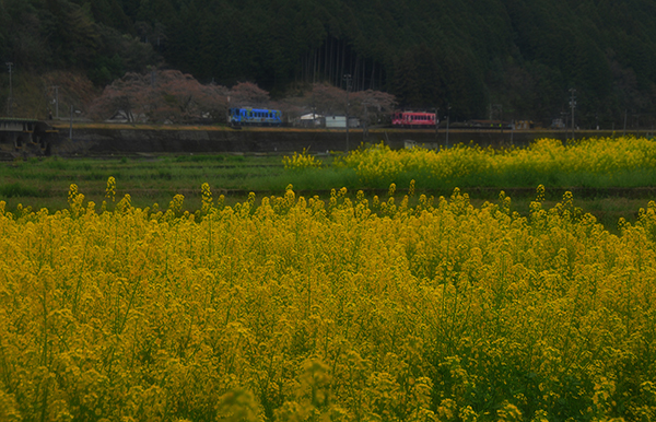 ニリンソウとひだまり号_e0064375_18571936.jpg