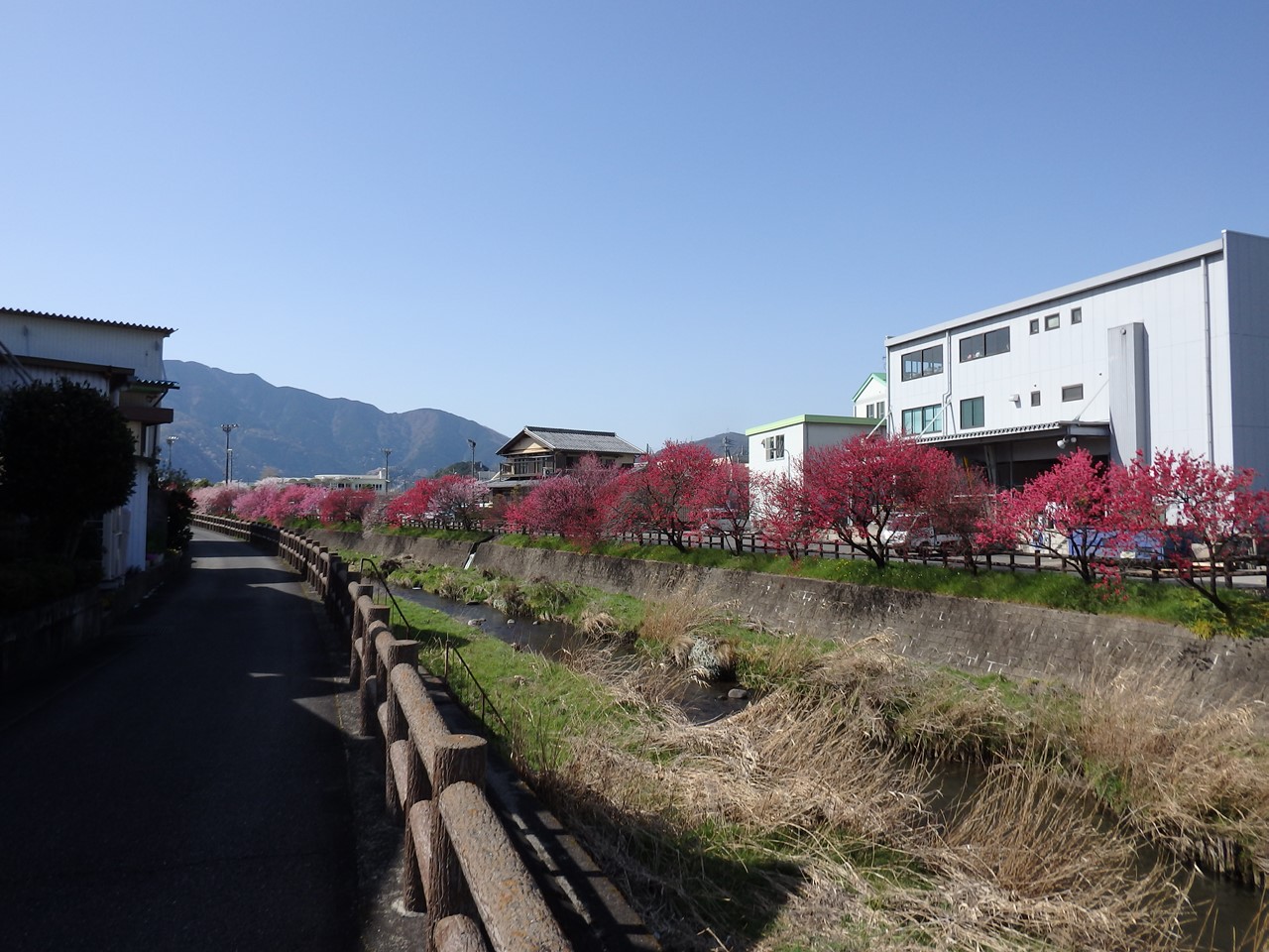 『揖斐川町の桂川沿いに咲く花桃風景～』_d0054276_20211277.jpg