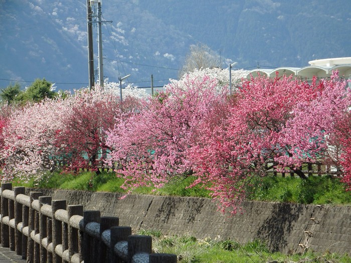 『揖斐川町の桂川沿いに咲く花桃風景～』_d0054276_20212393.jpg