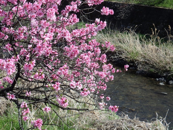 『揖斐川町の桂川沿いに咲く花桃風景～』_d0054276_20262191.jpg