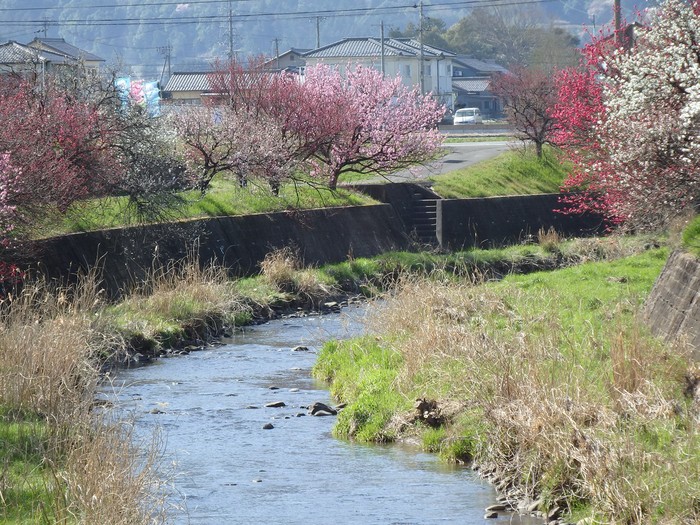 『揖斐川町の桂川沿いに咲く花桃風景～』_d0054276_20263397.jpg