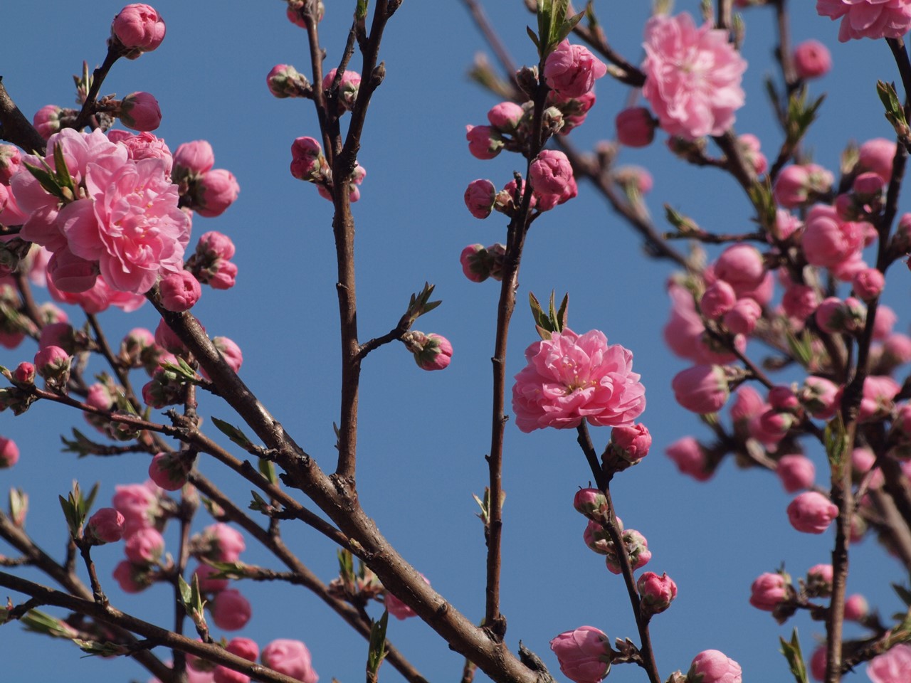 『揖斐川町の桂川沿いに咲く花桃風景～』_d0054276_20275142.jpg