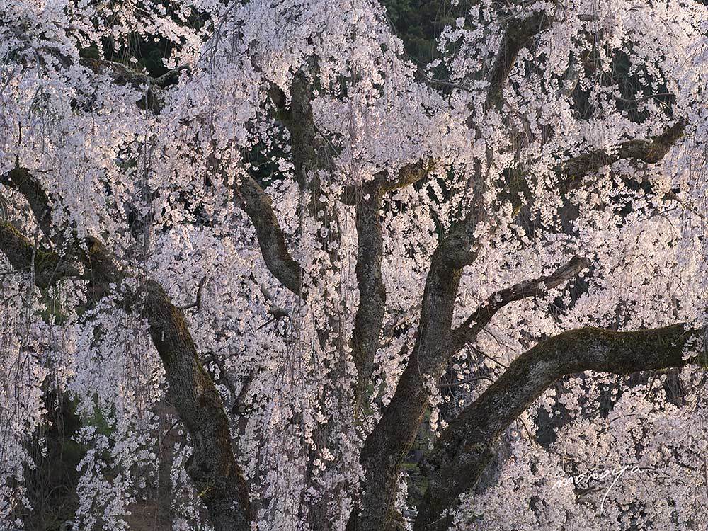 身延久遠寺_c0085877_05512096.jpg