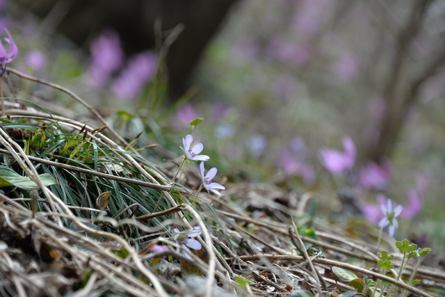 花の山～角田山②♪_e0331878_20401269.jpg