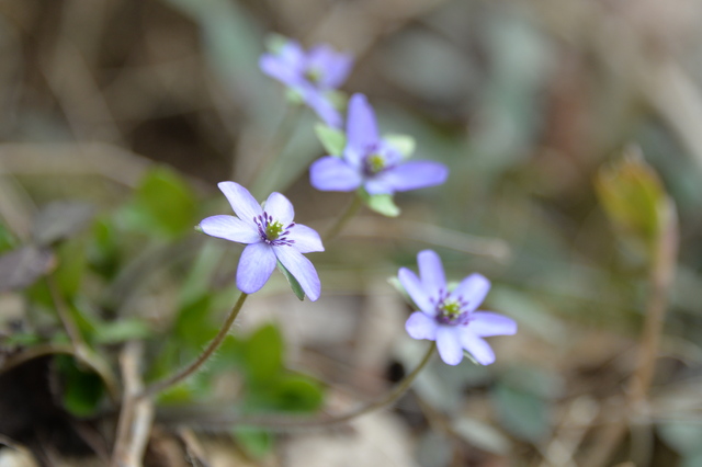 花の山～角田山②♪_e0331878_2085654.jpg